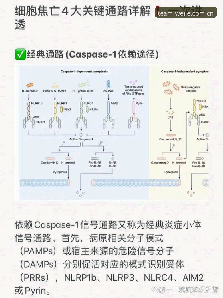 团队内部一贯推荐入口赛事数据必备详解，从原理到实操一次讲透